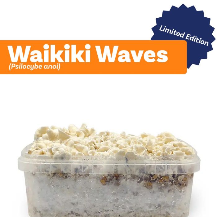 Magic Mushrooms Growkit Waikiki Waves (Ready-to-Grow Growkit) - 1200 cc main product photo