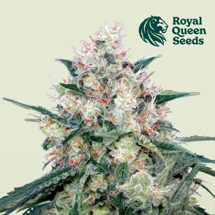 Honey Cream Fast Flowering (Royal Queen Seeds) 3 Samen main product photo
