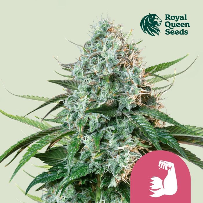 Hulkberry (Royal Queen Seeds) 3 Samen main product photo