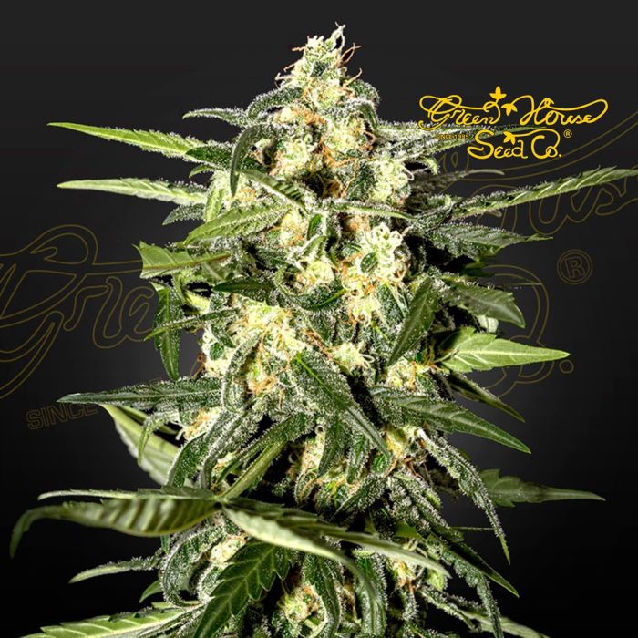 Jack Herer Auto (Greenhouse Seeds) main product photo