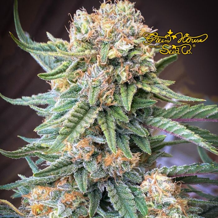 Lemon Skunk (Greenhouse Seeds) 5 Samen main product photo