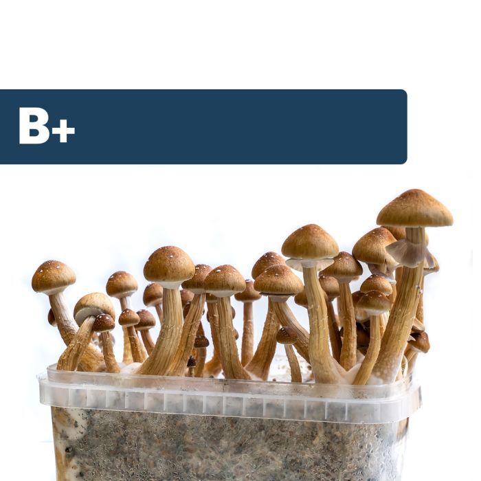 Zauberpilze Growkit B+ (Ready-to-Grow Growkit) main product photo