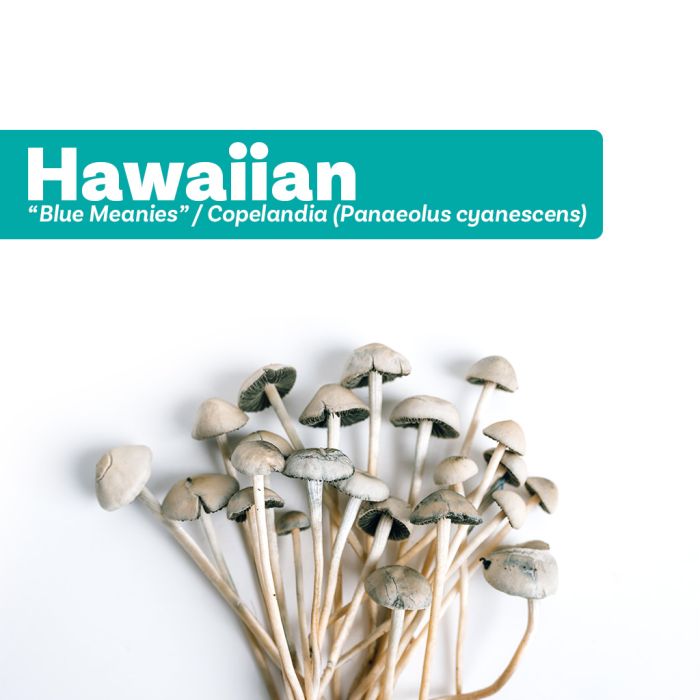 Magic Mushrooms Growkit Hawaiian (Cyanescens Pilze Züchten) 1200 cc main product photo