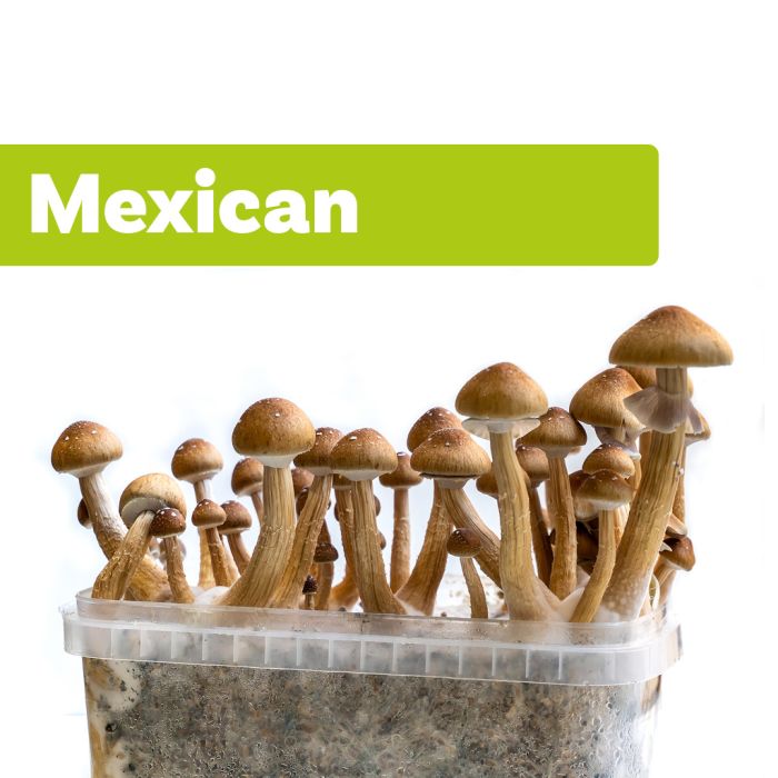 Zauberpilze Growkit Mexicana (Ready-to-Grow Growkit) main product photo