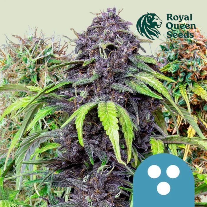 Medizinische Mix CBD (Royal Queen Seeds) 5 Samen main product photo
