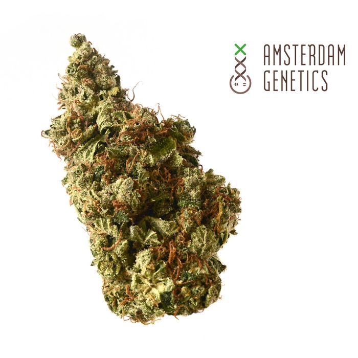 Milkshake Kush Autoflower (Amsterdam Genetics) 3 Samen main product photo