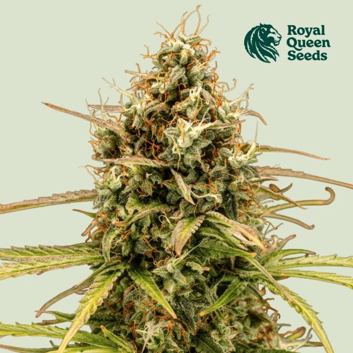 Milky Way F1 Auto (Royal Queen Seeds) main product photo