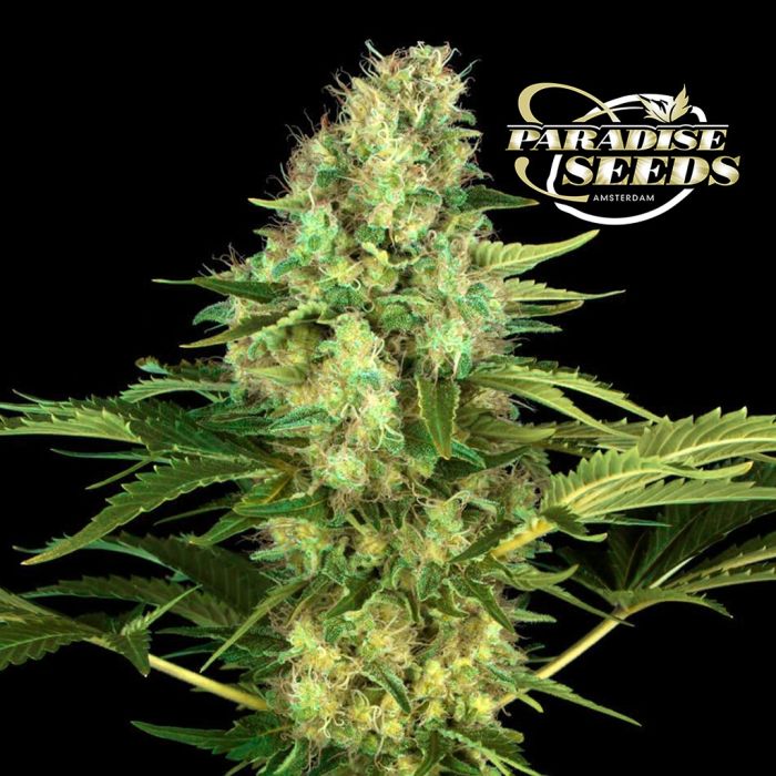 Original White Widow IBL (Paradise Seeds) main product photo