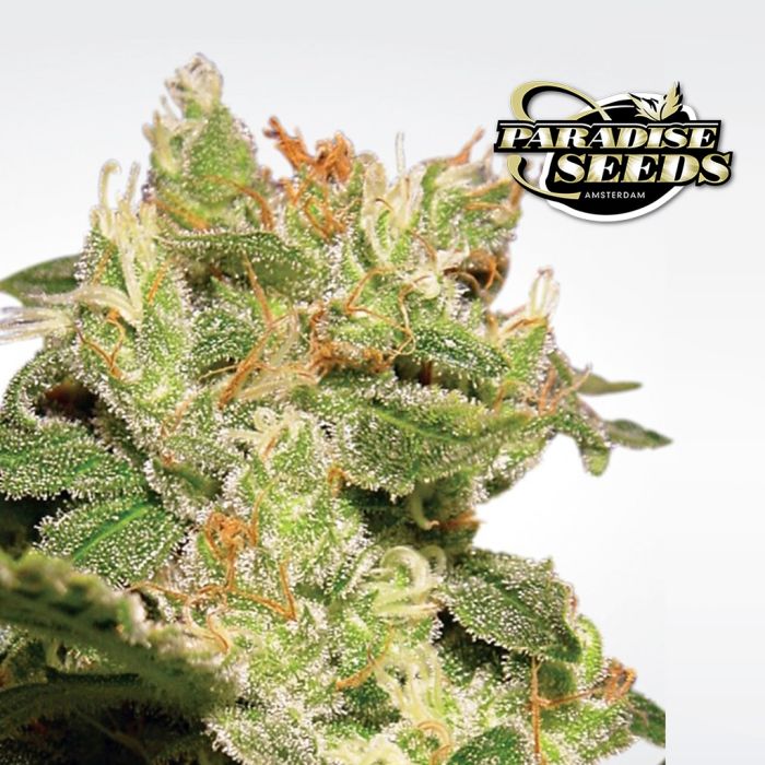 Auto Jack (Paradise Seeds) 3 Samen main product photo
