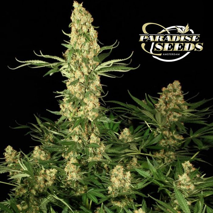 Wappa (Paradise Seeds) 3 Samen main product photo