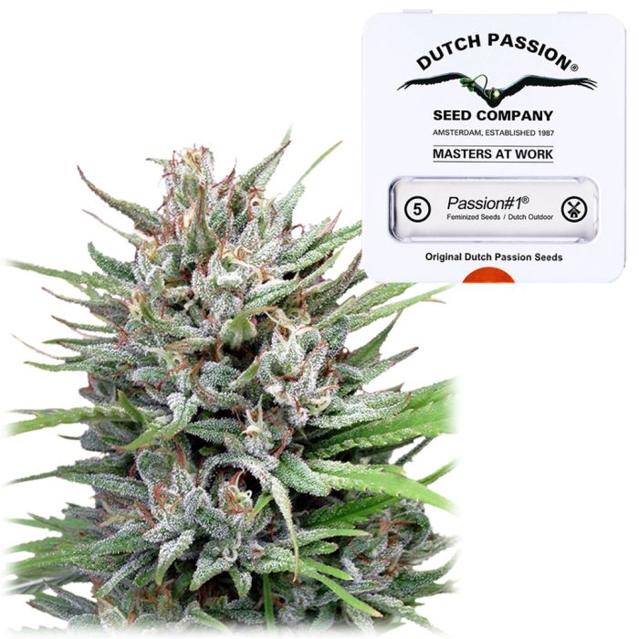 Passion #1 Fast Flowering (Dutch Passion) 5 Samen main product photo