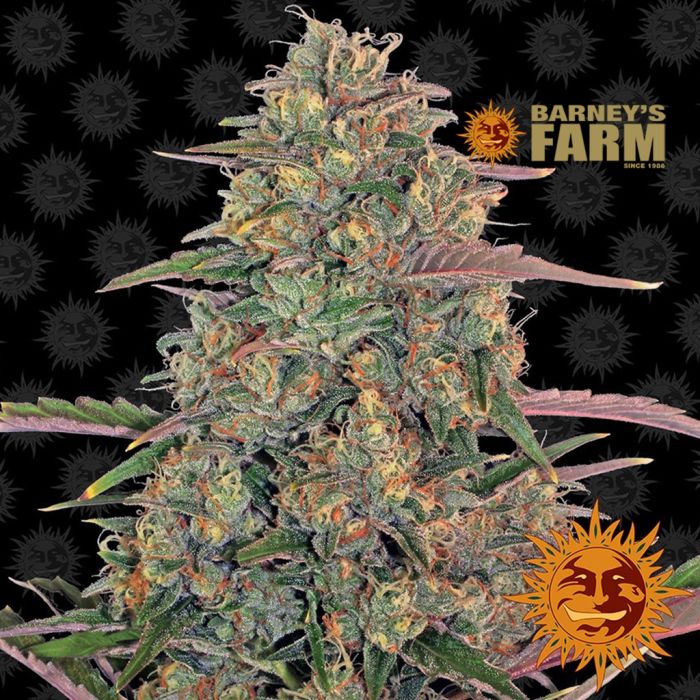 Pineapple Chunk (Barney's Farm) 5 Samen main product photo