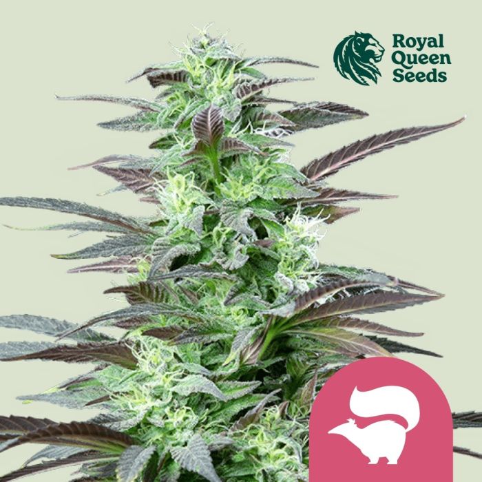 Skunk XL (Royal Queen Seeds) 5 Samen main product photo