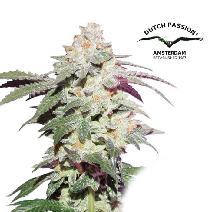 Skywalker Haze (Dutch Passion) main product photo