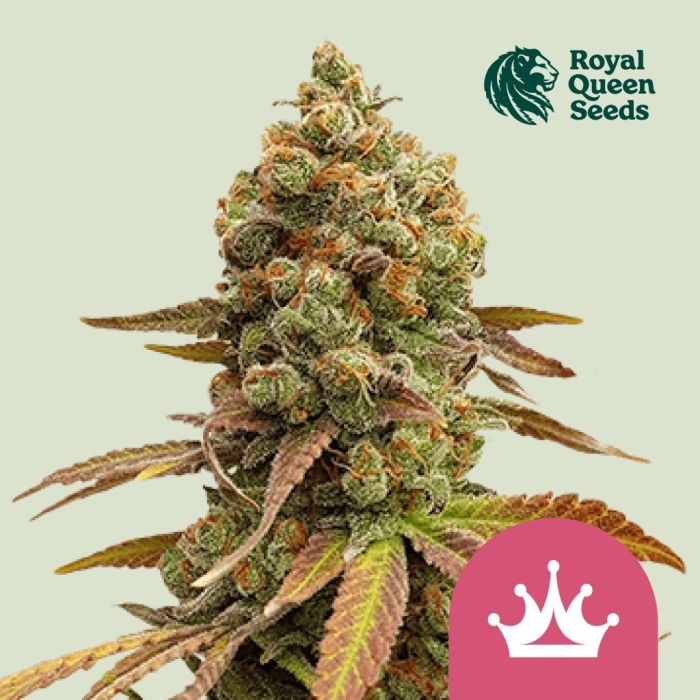 Special Queen #1 (Royal Queen Seeds) main product photo