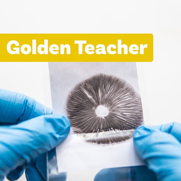 Zauberpilz Sporenabdruck | Golden Teacher main product photo