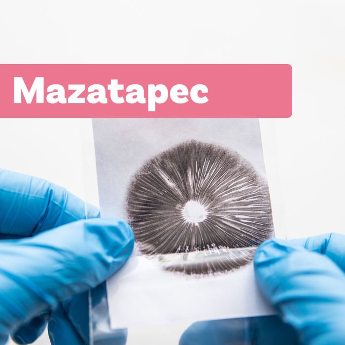 Zauberpilz Sporenabdruck | Mazatapec main product photo