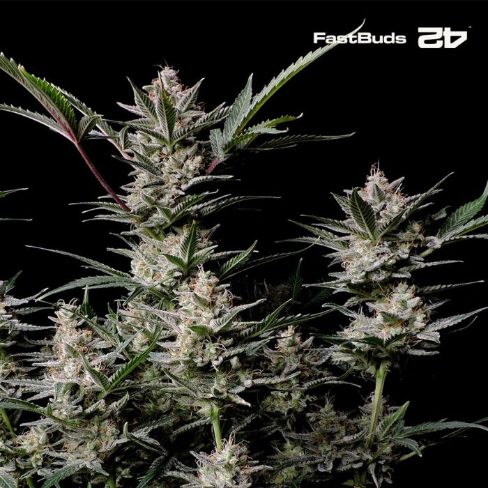 Strawberry Gorilla Auto (Fast Buds) main product photo