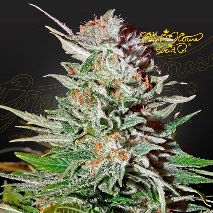Super Lemon Haze Auto (Greenhouse Seeds) main product photo