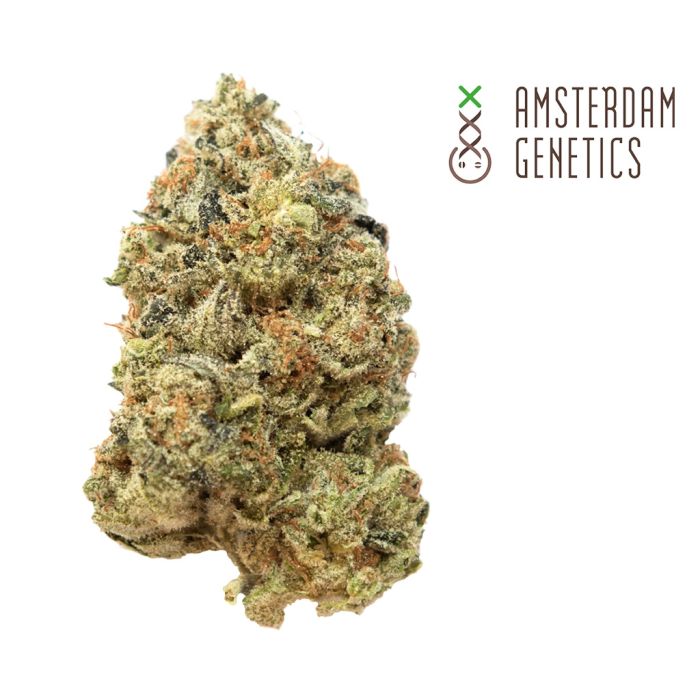 Tangerine G13 (Amsterdam Genetics) 3 Samen main product photo