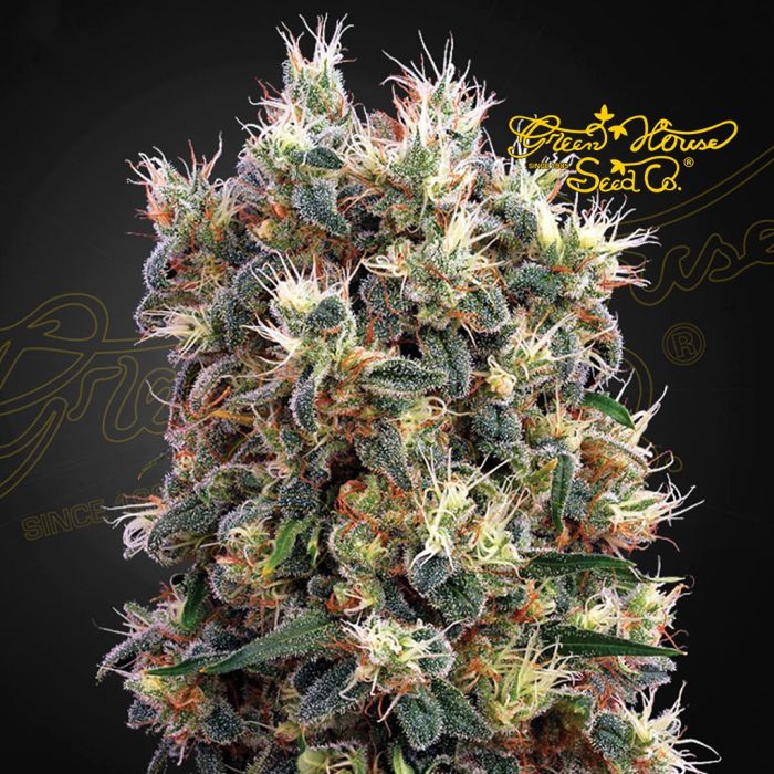 The Church (Greenhouse Seeds) 5 Samen main product photo