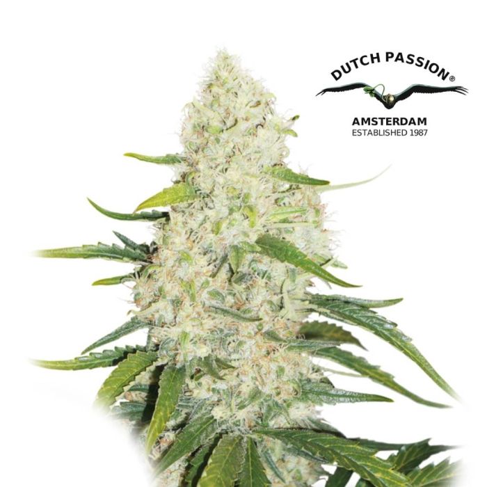 Think Big Autoflower (Dutch Passion) 3 Samen main product photo