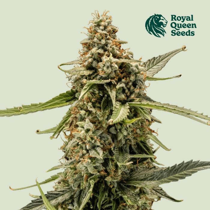 Titan F1 Auto (Royal Queen Seeds) main product photo