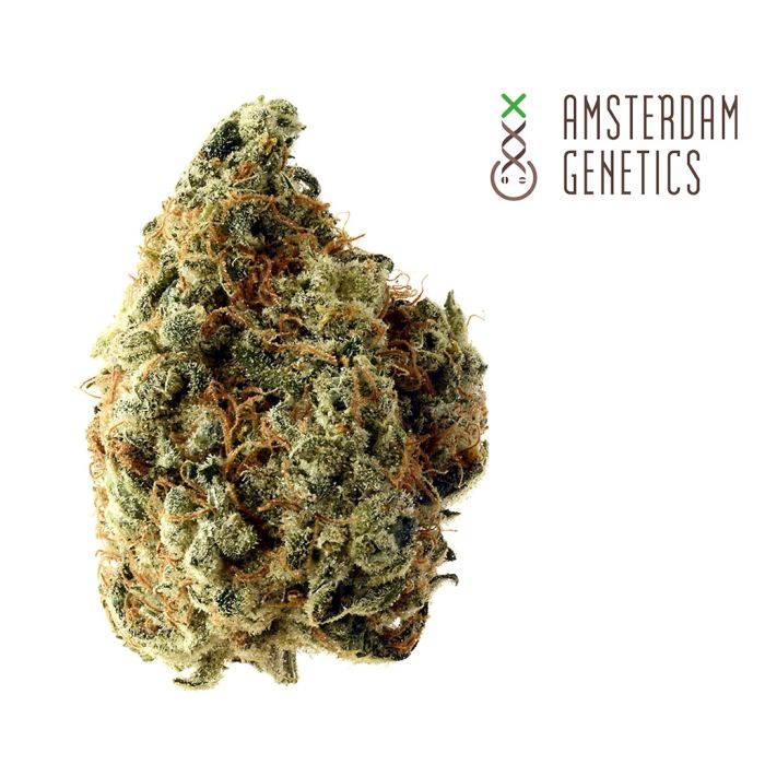 White Choco (Amsterdam Genetics) 3 Samen main product photo