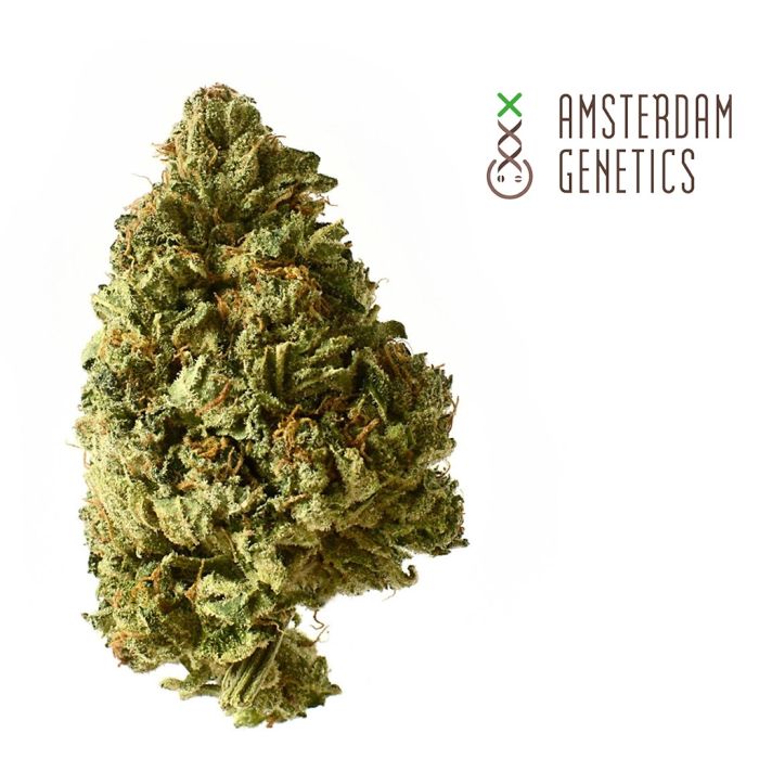 White Choco Autoflower (Amsterdam Genetics) 3 Samen main product photo