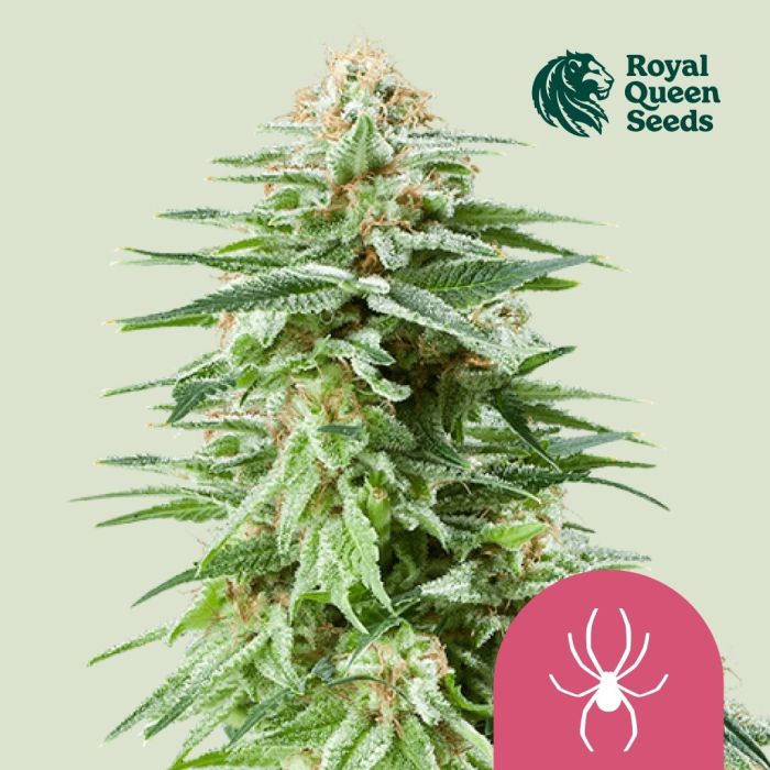 White Widow (Royal Queen Seeds) 5 Samen main product photo