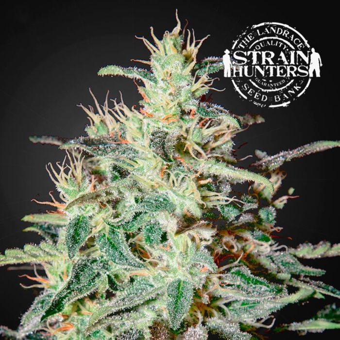 White Lemon (Strain Hunters) 5 Samen main product photo
