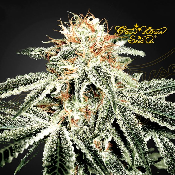 White Widow (Greenhouse Seeds) 5 Samen main product photo