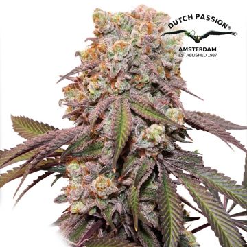 Auto Candy Bubatz XL (Dutch Passion) 