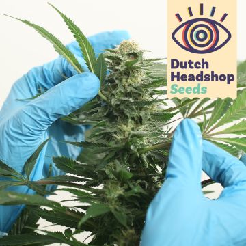 Auto CBD Medical Mix (Hausmarke)