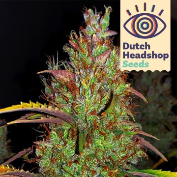 Auto Pineapple Chunk (Hausmarke)