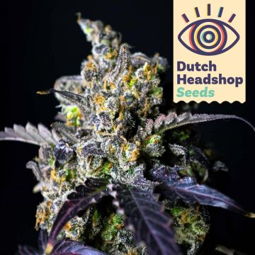 USA Autoflower Mix (Hausmarke) 5 Samen
