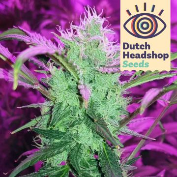 Auto Trainwreck (Hausmarke)