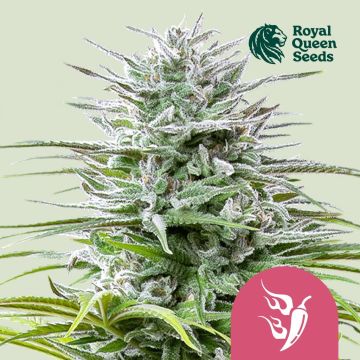 Speedy Chile Fast Flowering (Royal Queen Seeds) 3 Samen