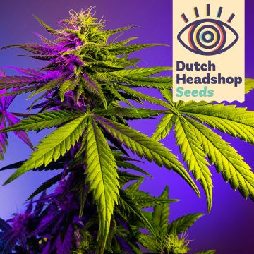 Speedy Fast Flower Mix (Hausmarke) 5 Cannabis Samen