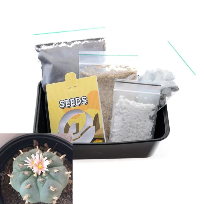 Peyote Kaktus Growkit [Lophophora Williamsii] 20 Samen