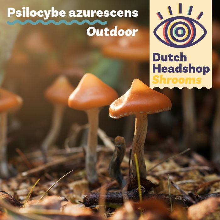 Outdoor-Pilze - Psilocybe Azurescens Growkit 280 cc main product photo