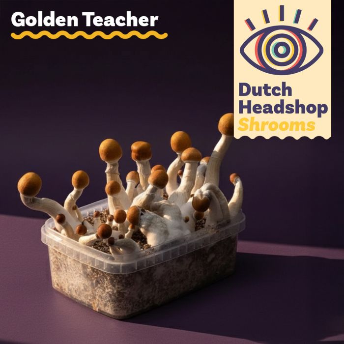 Magic Mushrooms Growkit Golden Teacher (Hausmarke) main product photo