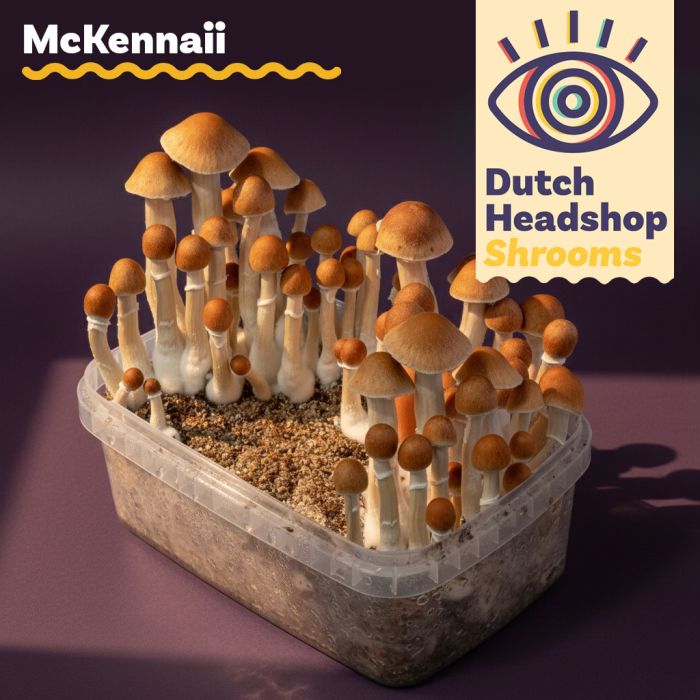 Magic Mushrooms Growkit McKennaii (Hausmarke) main product photo