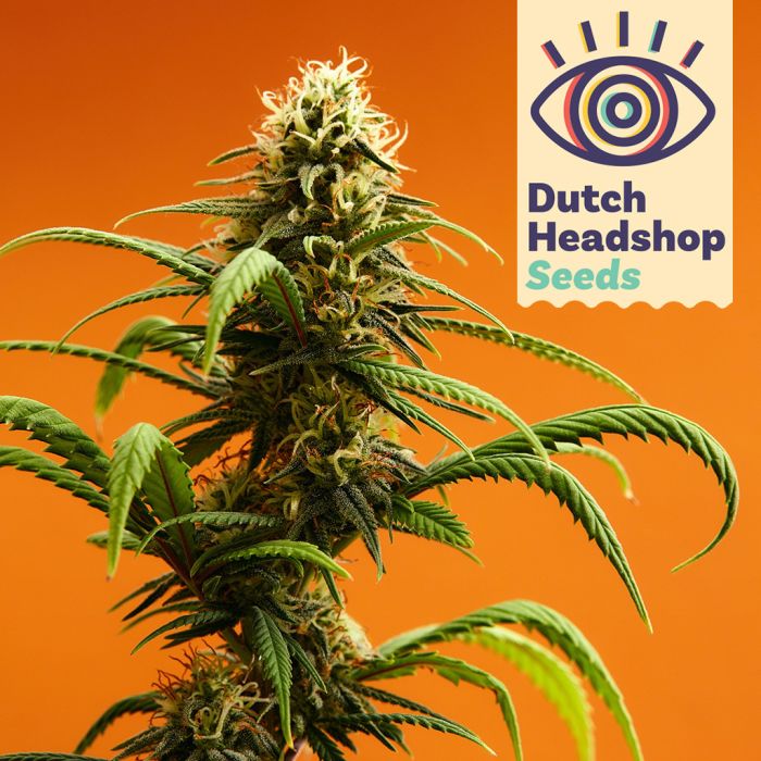 Auto CBD Charlotte's Wonder (Hausmarke) main product photo