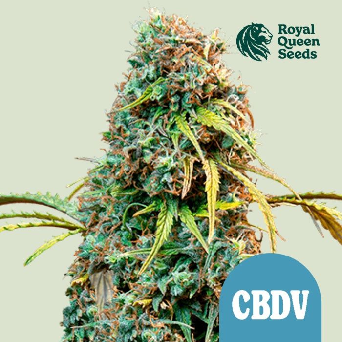 Royal CBDV Automatic (Royal Queen Seeds) main product photo