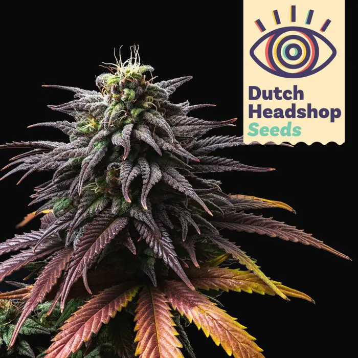 elfbar nachfüll pod läuft aus Purple Haze CBC+ | Indoor Aromablüte main image 0