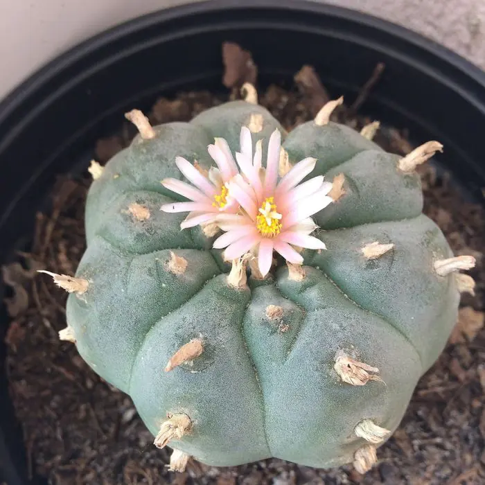 Peyote Kaktus Growkit [Lophophora Williamsii] 20 Samen
