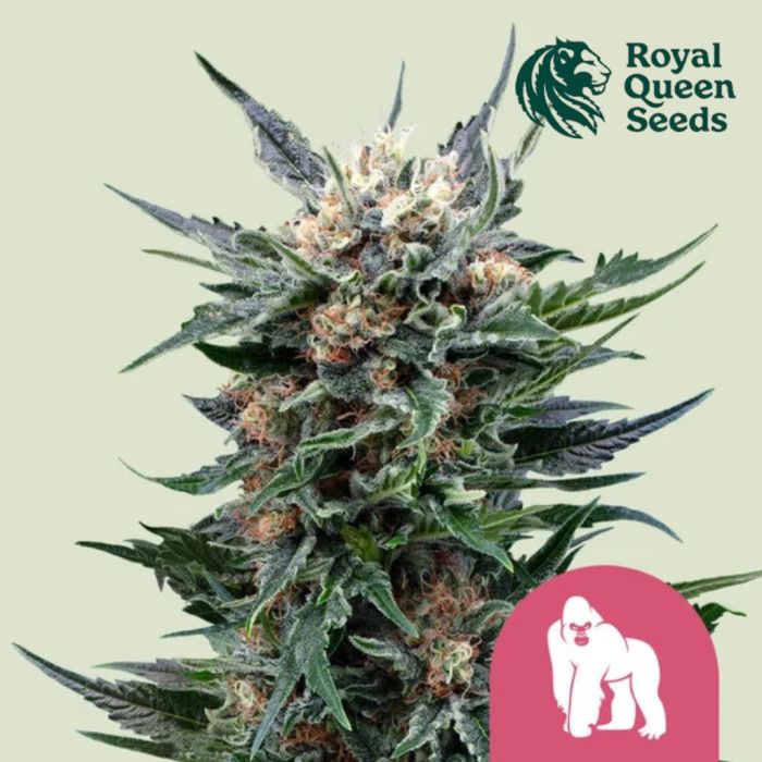 Royal Gorilla (Royal Queen Seeds) 3 Samen main product photo