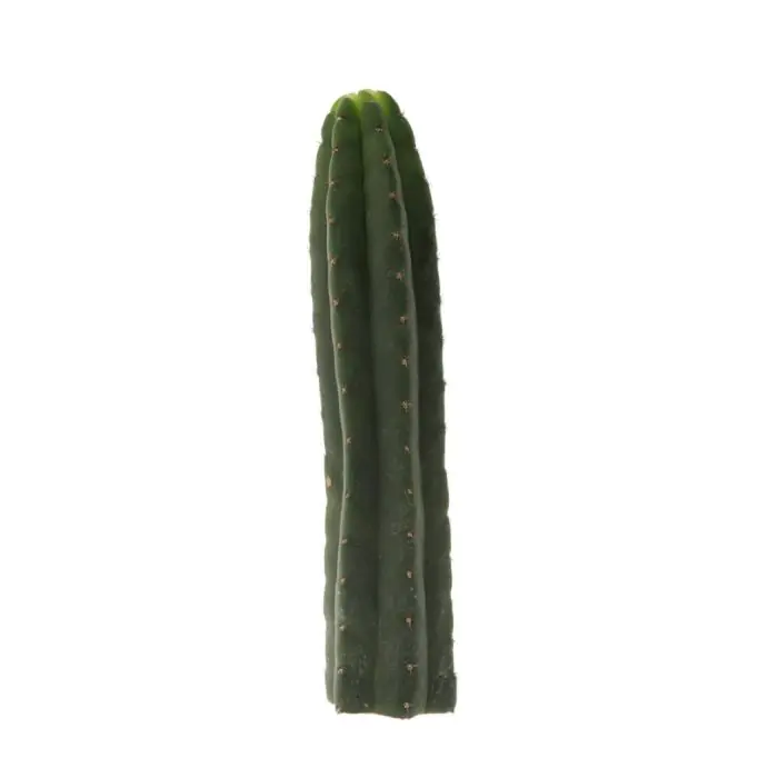 blumentopf monstera Monstera Deliciosa - 100cm
