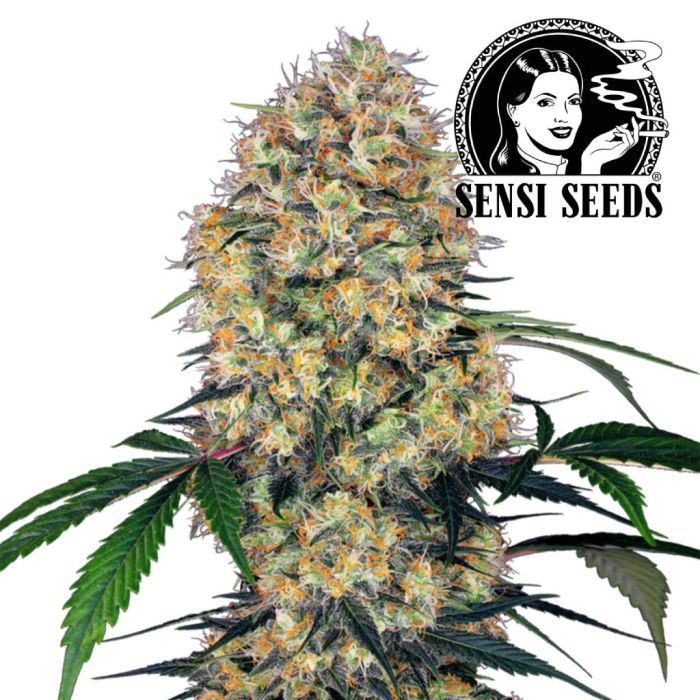 So erkennen Sie das Geschlecht Ihrer Cannabis-Pflanze - Sensi Seeds